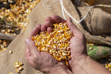 Урожай кукурузы на Украине стал самым бедным за последние 5 лет